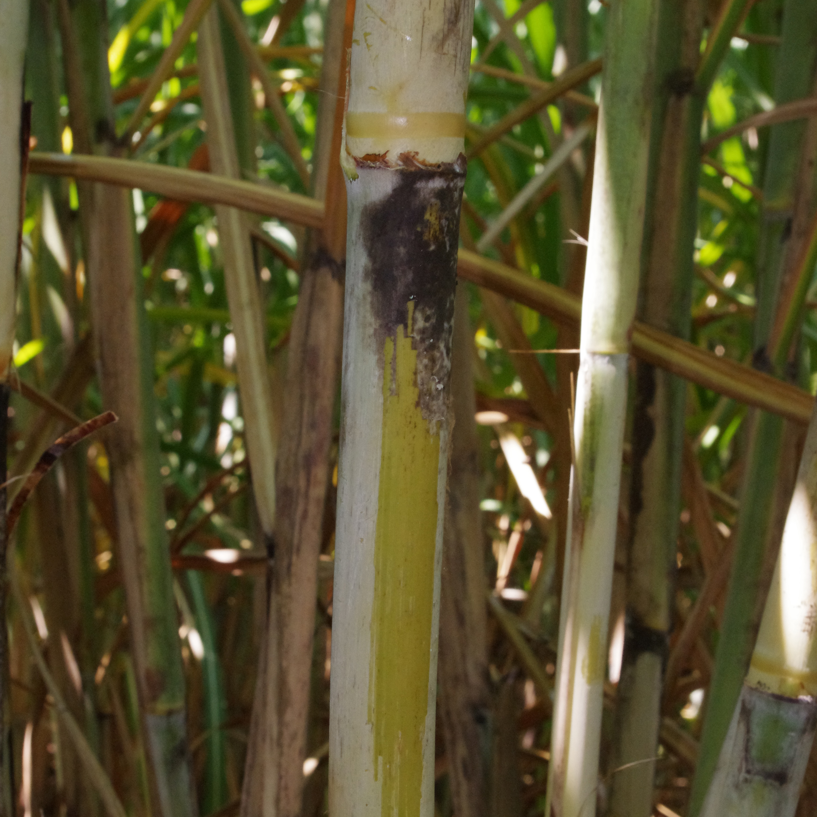  Stalk color under the wax layer – Predominantly green with yellowish hues.